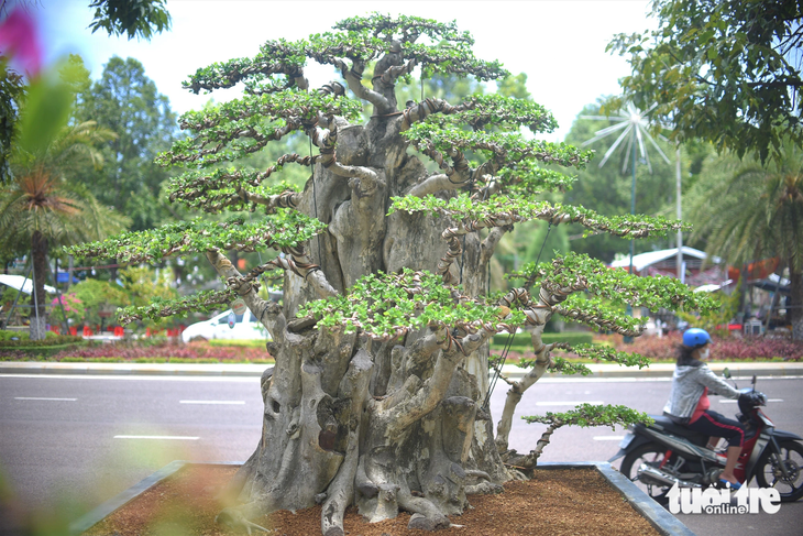 Một cây cảnh khủng đẹp đến từ xã Phước An, huyện Tuy Phước, tỉnh Bình Định - Ảnh: LÂM THIÊN