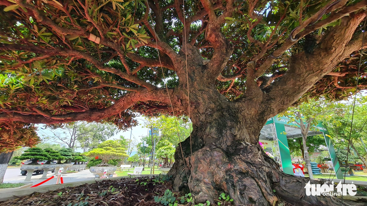 Theo các chuyên gia, để có được 1 gốc tùng lớn thế này, bonsai Thiên Nga Vũ Điệu của nghệ nhân Lê Văn Dũng (Thái Nguyên) phải có tuổi đời hơn 100 năm 
