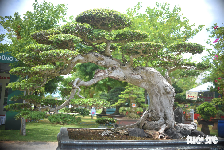 Một tác phẩm bonsai dáng rất đẹp trị giá vài tỉ đồng - Ảnh: LÂM THIÊN Một tác phẩm bonsai dáng cổ thụ