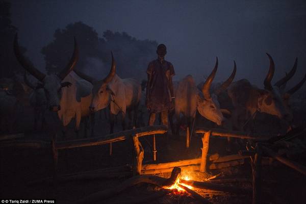 Chàng trai trẻ canh chừng bếp lửa và đàn bò suốt đêm. Những con bò là tài sản quý giá, dễ bị đánh cắp.