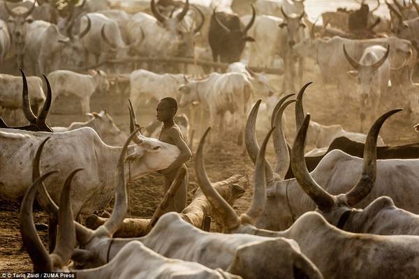 Một cậu bé ôm con bò Ankole-Watusi giữa khu trại. Loài vật màu trắng này được mệnh danh là “gia súc của vua chúa”, với cặp sừng có thể dài tới 2,5 m. 