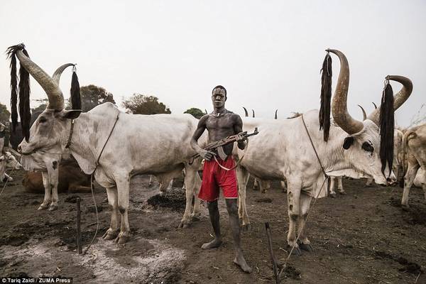 Người đàn ông này bảo vệ đàn bò Ankole-Watusi quý giá với một khẩu súng trường. Mỗi năm, khoảng 350.000 con bò bị bắt trộm, và hơn 2.000 người bị bọn trộm sát hại.