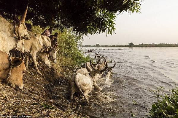 Người Mundari hướng đàn bò vượt qua sông Nile sang một hòn đảo, nơi chúng có thể gặm cỏ trong vài tháng tới. 