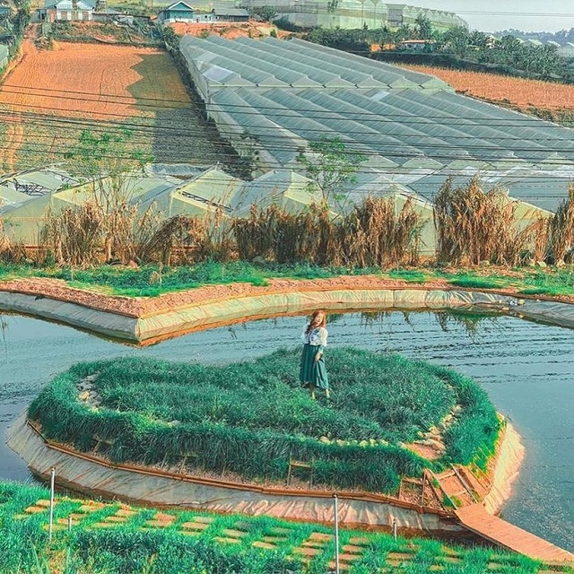 đồi vô ảnh2