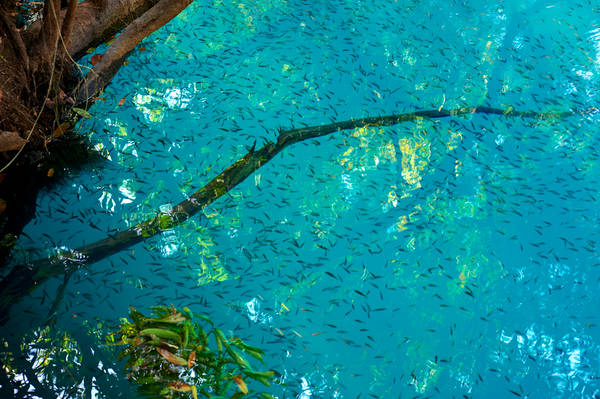 Dòng nước xanh tuyệt đẹp, nhìn rõ cả cá đang bơi lội. Ảnh: commons.wikimedia.org