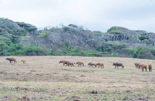 Đàn trâu rừng ở trảng cỏ tiếp giáp giữa khu bảo tồn và bờ biển