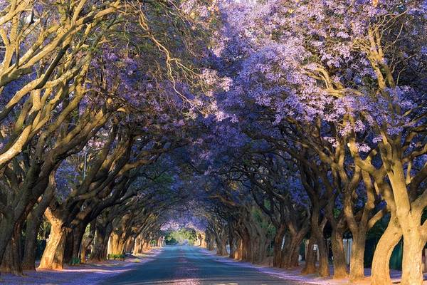 Vốn là thủ đô hành chính của Nam Phi, Pretoria còn mang cái tên ''thành phố hoa phượng tím" với hàng chục ngàn cây được trồng khắp các góc phố, nẻo đường, công viên hay những khu vườn. Ảnh: Flickr.