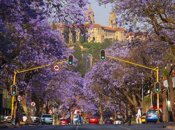 Nằm ở vùng khí hậu cận nhiệt đới ẩm, Pretoria có mùa xuân bắt đầu vào tháng 9 kéo dài tới tháng 11. Từ giữa cho đến cuối mùa xuân là thời điểm hoa phượng tím bắt đầu nở rộ. Ảnh: Hein Waschefort.