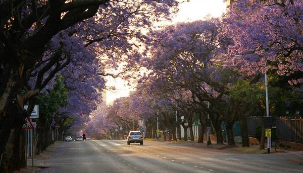 Tuy nhiên, vốn là giống ngoại lai, phượng tím chỉ được trồng dưới sự giám sát chặt chẽ của chính quyền Nam Phi do loài cây này có nguy cơ gây mất cân bằng sinh thái địa phương. Ảnh: DM Canon.