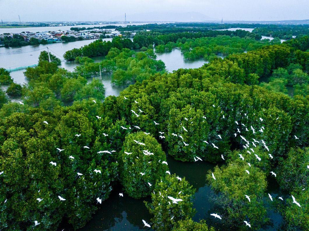 Đầm Thị Nại được xem là lá phổi xanh của TP Quy Nhơn với những cánh rừng ngập mặn xanh bạt ngàn - Ảnh: DŨNG NHÂN