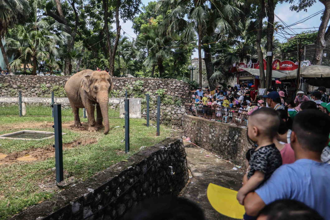 Du khách đang ngắm nhìn voi tại công viên Thủ Lệ. Hiện tại công viên Thủ Lệ đang chăm sóc hai con voi - Ảnh: NGUYỄN KHÁNH
